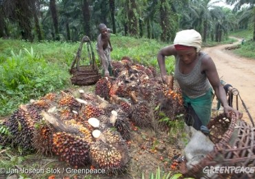 Cameroun : Greenpeace exige l'annulation du projet Camvert avant la Cop 26