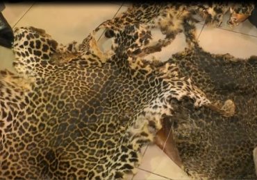 Cameroun : trafiquants de pangolin en Afrique centrale démasqués
