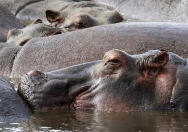 Inédit : Deux hippopotames positifs au Covid-19 en Belgique