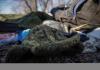 Guerre d’Ukraine : l’Ukraine vaincue ?