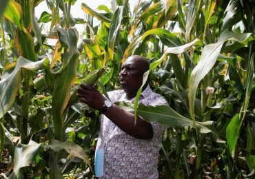 ONU : la pénurie de céréales pourrait toucher une grande partie de l'Afrique